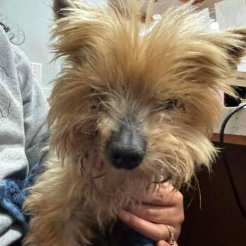 Yorkshire Terrier Dogs Available for Adoption in Wichita, Kansas - Scuba | PetCurious