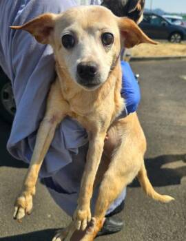 Yelena Belova -  Chihuahua and Mixed Breed Dog for Adoption in Eugene, Oregon - Yelena Belova | PetCurious