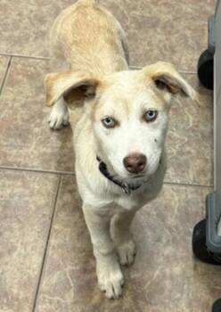 Sweet Potato -  Australian Cattle Dog Blue Heeler and Mixed Breed Dog for Adoption in Littleton, Colorado - Sweet Potato | PetCurious
