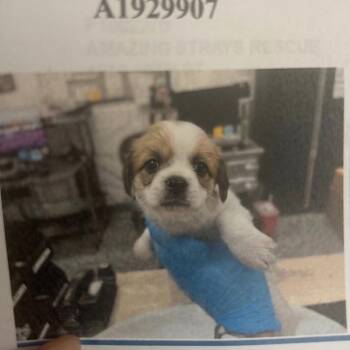 Ernie -  Terrier and Border Terrier Dog for Adoption in San Diego, California - Ernie | PetCurious