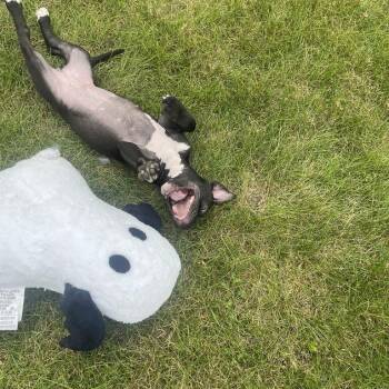 Layola -  Pit Bull Terrier Dog for Adoption in Chicago, Illinois - Layola | PetCurious