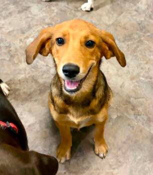 Smiley -  Hound Dog for Adoption in Eutawville, South Carolina - Smiley | PetCurious