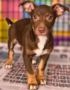 Wanda Faye Netherland -  Hound and Jack Russell Terrier Dog for Adoption in El Dorado, Arkansas - Wanda Faye Netherland | PetCurious