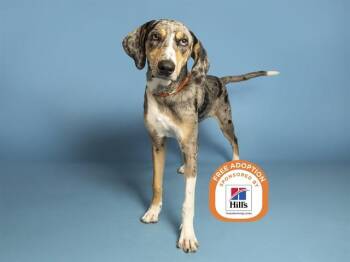 WAYLON -  Catahoula Leopard Dog Dog for Adoption in Phoenix, Arizona - WAYLON | PetCurious