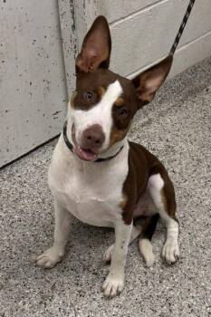 Zinnia -  Mixed Breed Dog for Adoption in Kansas City, Missouri - Zinnia | PetCurious