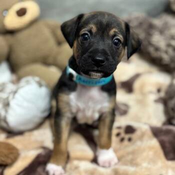 MORRISON Springs -  Chihuahua Dog for Adoption in West Palm Beach, Florida - MORRISON Springs | PetCurious