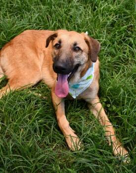 Nolan #A-142702 -  Shepherd Dog for Adoption in Silsbee, Texas - Nolan #A-142702 | PetCurious