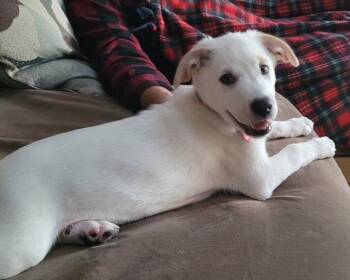 **FORREST** -  Labrador Retriever Dog for Adoption in North Prairie, Wisconsin - **FORREST** | PetCurious