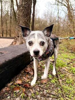 Mixed Breed Dogs Available for Adoption in Mt. Juliet, Tennessee - Winnie | PetCurious