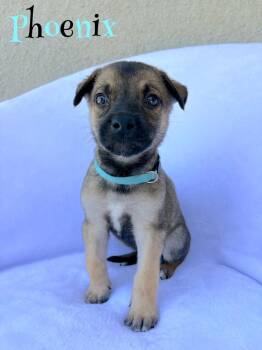 Phoenix -  German Shepherd Dog Dog for Adoption in Pleasant Hill, California - Phoenix | PetCurious