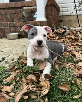 Pit Bull Terrier Dogs Available for Adoption - Georgia | PetCurious