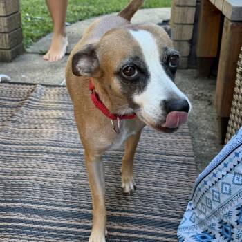 Victoria -  Chihuahua and Terrier Dog for Adoption in New York, New York - Victoria | PetCurious