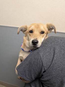 Terrier and Chihuahua Dogs Available for Adoption in Las Vegas, Nevada - ROSIE | PetCurious