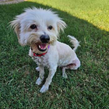 Lottie -  Poodle Dog for Adoption in Phoenix, Arizona - Lottie | PetCurious