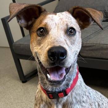 Ranger -  Mixed Breed Dog for Adoption in Lansing, Michigan - Ranger | PetCurious