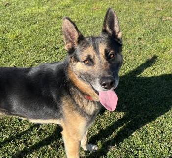 German Shepherd Dog Dogs Available for Adoption - STONE | PetCurious