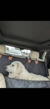 Great Pyrenees Dogs Available for Adoption in Quinlan, Texas - JJ Bear HTX | PetCurious