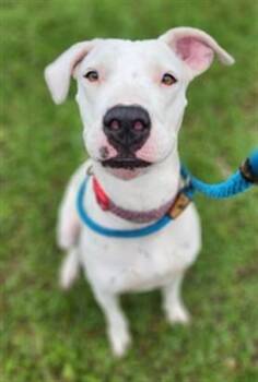 American Staffordshire Terrier and Mixed Breed Dogs Available for Adoption - WANDA | PetCurious