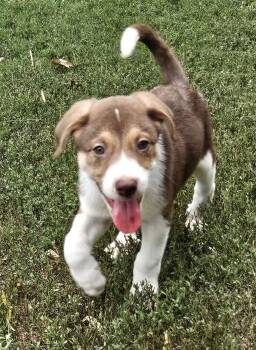 Reebok -  Great Pyrenees and Australian Cattle Dog Blue Heeler Dog for Adoption in Sioux City, Iowa - Reebok | PetCurious