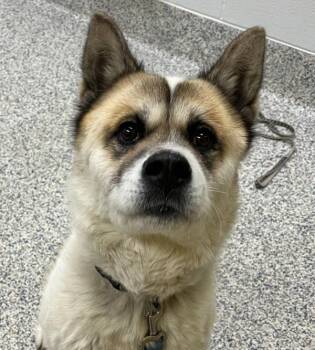 Kimako -  Akita Dog for Adoption in Golden, Colorado - Kimako | PetCurious