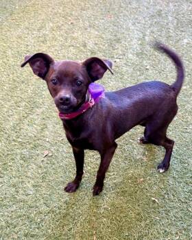 Tonks -  Chihuahua Dog for Adoption in Novato, California - Tonks | PetCurious
