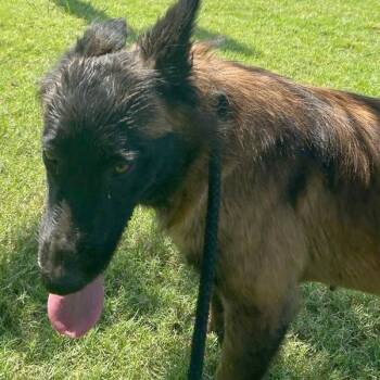 Oscar -  Mixed Breed Dog for Adoption in Memphis, Tennessee - Oscar | PetCurious