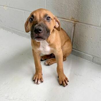 Tyler 26-05-169 -  American Staffordshire Terrier Dog for Adoption in Bastrop, Texas - Tyler 26-05-169 | PetCurious
