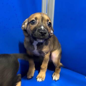 KCAC -  Shepherd and Mixed Breed Dog for Adoption in Kerrville, Texas - KCAC | PetCurious