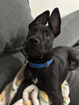 Shine -  Black Labrador Retriever and Pit Bull Terrier Dog for Adoption in Los Angeles, California - Shine | PetCurious
