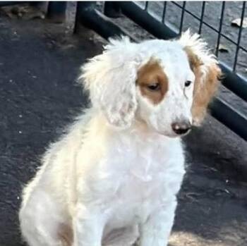 Zira -  Goldendoodle Dog for Adoption in Larkfield-wikiup, California - Zira | PetCurious