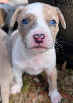 Nessa -  Australian Cattle Dog Blue Heeler Dog for Adoption in Brooklyn Center, Minnesota - Nessa | PetCurious