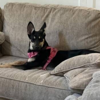 Dixie -  German Shepherd Dog Dog for Adoption in Roswell, Georgia - Dixie | PetCurious