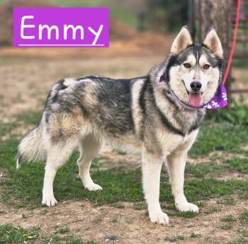 Siberian Husky Dogs Available for Adoption in Walthill, Nebraska - Emmy | PetCurious