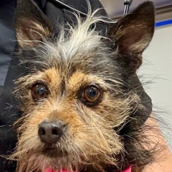 Rescue Yorkshire Terrier and Mixed Breed Dogs for Adoption in Los Angeles, California - Ilana - A2244954 | PetCurious