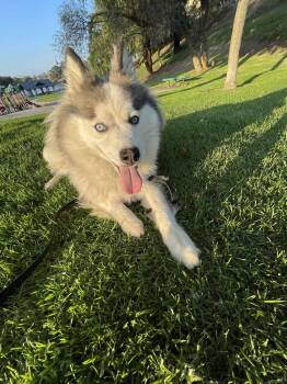 Rescue Husky and Corgi Dogs for Adoption in Chula Vista, California - Mia | PetCurious
