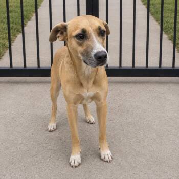 Puddles -  Hound Dog for Adoption in Wando, South Carolina - Puddles | PetCurious