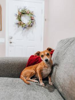 Chihuahua Dogs Available for Adoption - Camila- FANTASTIC With Kids! | PetCurious