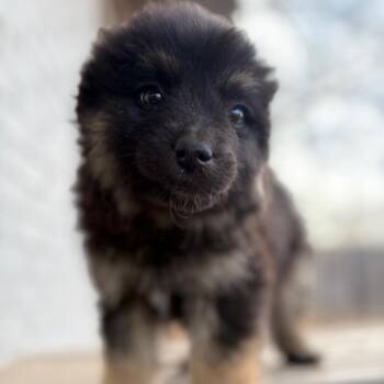 Border Collie and Mixed Breed Dogs Available for Adoption - FWT Lena | PetCurious