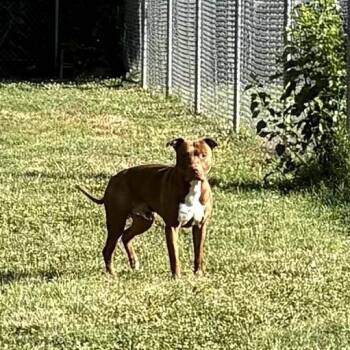 Prince -  Pit Bull Terrier Dog for Adoption in Ridgely, Maryland - Prince | PetCurious