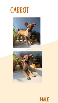 Carrot -  Chihuahua Dog for Adoption in Eugene, Oregon - Carrot | PetCurious