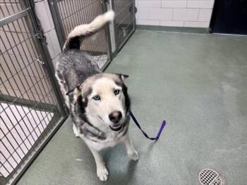 NORDIC -  Mixed Breed and Siberian Husky Dog for Adoption in Santa Fe, New Mexico - NORDIC | PetCurious