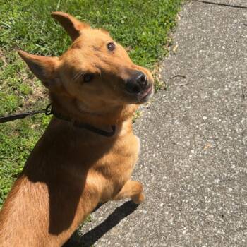Khaleesi -  German Shepherd Dog and Siberian Husky Dog for Adoption in Bristol, Indiana - Khaleesi | PetCurious