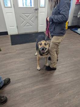 Shepherd Dogs Available for Adoption - Nikita | PetCurious