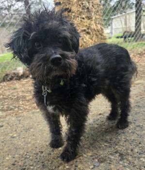 Terrier and Poodle Dogs Available for Adoption in Oxford, Michigan - Ameilo | PetCurious