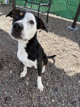 Calvin -  Mixed Breed Dog for Adoption in Black Eagle, Montana - Calvin | PetCurious