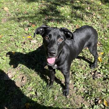 Charm -  Black Labrador Retriever Dog for Adoption in White Oak, Pennsylvania - Charm | PetCurious