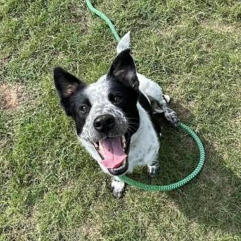 Bortis -  Australian Cattle Dog Blue Heeler Dog for Adoption in Springdale, Arkansas - Bortis | PetCurious