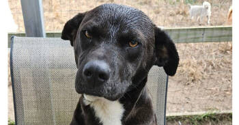 Rescue Carolina Dog and Labrador Retriever Dogs for Adoption in Ridgeland, South Carolina - Sylvester | PetCurious