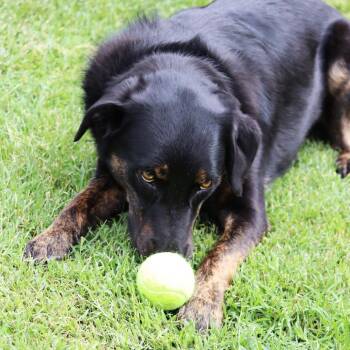 Sadie -  Shepherd and Border Collie Dog for Adoption in Festus, Missouri - Sadie | PetCurious