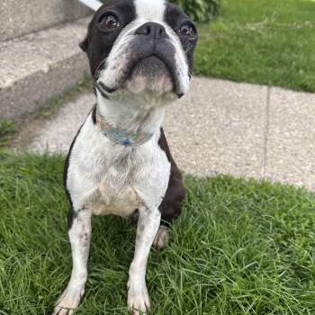 Boston Terrier Dogs Available for Adoption in Russiaville, Indiana - Dixie! Beautiful Boston Girl!  | PetCurious